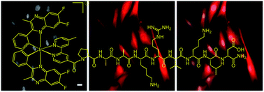 Graphical abstract: Targeted cell imaging properties of a deep red luminescent iridium(iii) complex conjugated with a c-Myc signal peptide