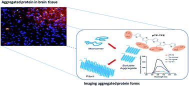Graphical abstract: A fluorescent molecular imaging probe with selectivity for soluble tau aggregated protein
