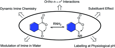Graphical abstract: n → π* interactions as a versatile tool for controlling dynamic imine chemistry in both organic and aqueous media