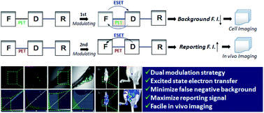 Graphical abstract: The cross-talk modulation of excited state electron transfer to reduce the false negative background for high fidelity imaging in vivo