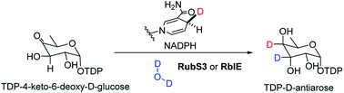 Graphical abstract: Biosynthetic access to the rare antiarose sugar via an unusual reductase-epimerase