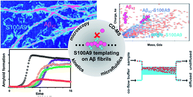 Graphical abstract: Templating S100A9 amyloids on Aβ fibrillar surfaces revealed by charge detection mass spectrometry, microscopy, kinetic and microfluidic analyses