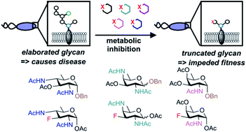 Graphical abstract: Metabolic inhibitors of bacterial glycan biosynthesis
