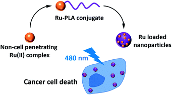 Graphical abstract: Ruthenium-initiated polymerization of lactide: a route to remarkable cellular uptake for photodynamic therapy of cancer