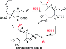 Graphical abstract: The enantioselective total synthesis of laurendecumallene B
