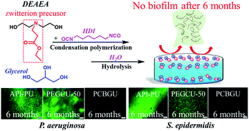 Graphical abstract: Winning the fight against biofilms: the first six-month study showing no biofilm formation on zwitterionic polyurethanes