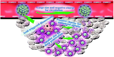 Graphical abstract: Size and charge dual-transformable mesoporous nanoassemblies for enhanced drug delivery and tumor penetration