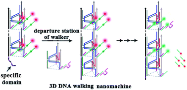 Graphical abstract: A well-directional three-dimensional DNA walking nanomachine that runs in an orderly manner