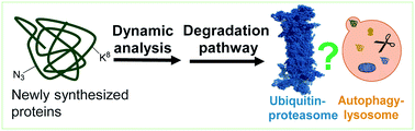 Graphical abstract: Systematic quantification of the dynamics of newly synthesized proteins unveiling their degradation pathways in human cells