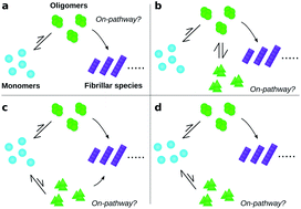 Graphical abstract: Identification of on- and off-pathway oligomers in amyloid fibril formation