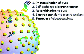 Graphical abstract: Numerical Monte Carlo simulations of charge transport across the surface of dye and cocatalyst modified spherical nanoparticles under conditions of pulsed or continuous illumination