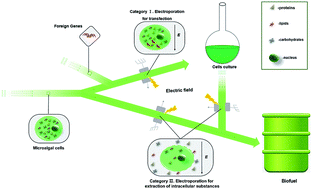 Graphical abstract: Electroporation for microalgal biofuels: a review