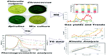 Graphical abstract: Microalgae as a renewable fuel resource: a comparative study on the thermogravimetric and kinetic behavior of four microalgae
