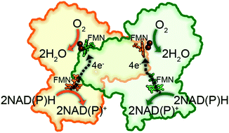 Graphical abstract: The oxygen reduction reaction catalyzed by Synechocystis sp. PCC 6803 flavodiiron proteins