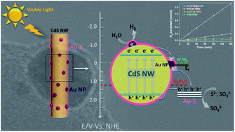 Graphical abstract: Construction of a nanocavity structure with a carrier-selective layer for enhancement of photocatalytic hydrogen production performance