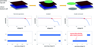 Graphical abstract: Destructive reverse bias pinning in perovskite/silicon tandem solar modules caused by perovskite hysteresis under dynamic shading