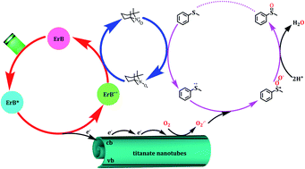 Graphical abstract: Titanate nanotube confined merger of organic photocatalysis and TEMPO catalysis for highly selective aerobic oxidation of sulfides