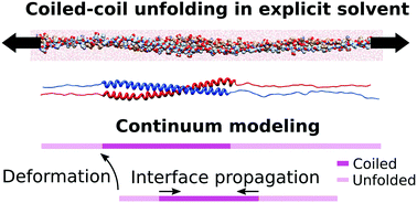 Graphical abstract: Combined molecular/continuum modeling reveals the role of friction during fast unfolding of coiled-coil proteins