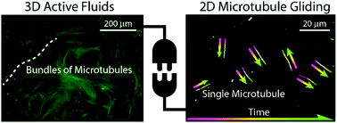 Graphical abstract: Collective dynamics of microtubule-based 3D active fluids from single microtubules