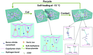 Graphical abstract: Self-healable poly(acrylic acid-co-maleic acid)/glycerol/boron nitride nanosheet composite hydrogels at low temperature with enhanced mechanical properties and water retention