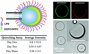 Graphical abstract: Dewetting-induced formation and mechanical properties of synthetic bacterial outer membrane models (GUVs) with controlled inner-leaflet lipid composition