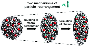 Graphical abstract: Effects of local rearrangement of magnetic particles on deformation in magneto-sensitive elastomers
