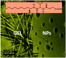 Graphical abstract: In between molecules and self-assembled fibrillar networks: highly stable nanogel particles from a low molecular weight hydrogelator