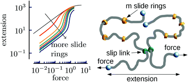Graphical abstract: Tendomers – force sensitive bis-rotaxanes with jump-like deformation behavior
