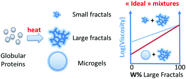 Graphical abstract: Viscosity of mixtures of protein aggregates with different sizes and morphologies