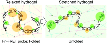 Graphical abstract: Mechano-chromic protein–polymer hybrid hydrogel to visualize mechanical strain