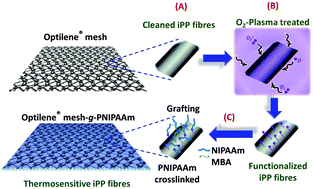 Graphical abstract: The mechanism of adhesion and graft polymerization of a PNIPAAm thermoresponsive hydrogel to polypropylene meshes