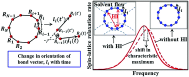 Graphical abstract: Orientational relaxation of ring polymers in dilute solutions