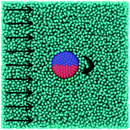 Graphical abstract: Molecular dynamics simulations of Janus nanoparticles in a fluid flow