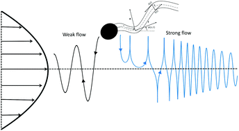 Graphical abstract: Effect of external shear flow on sperm motility