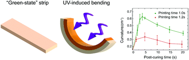 Graphical abstract: Mechanics of shape distortion of DLP 3D printed structures during UV post-curing