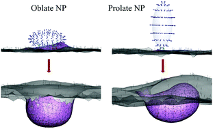 Graphical abstract: Entry modes of ellipsoidal nanoparticles on a membrane during clathrin-mediated endocytosis