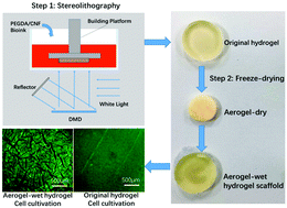 Graphical abstract: A new PEGDA/CNF aerogel-wet hydrogel scaffold fabricated by a two-step method