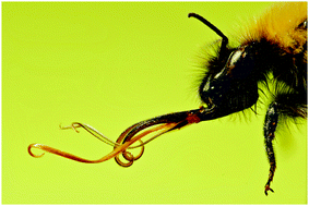 Graphical abstract: Collection of nectar by bumblebees: how the physics of fluid demonstrates the prominent role of the tongue's morphology