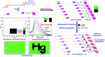 Graphical abstract: A novel AIE-based supramolecular polymer gel serves as an ultrasensitive detection and efficient separation material for multiple heavy metal ions