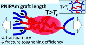 Graphical abstract: Effect of responsive graft length on mechanical toughening and transparency in microphase-separated hydrogels