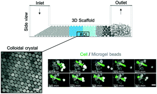 Graphical abstract: Colloidal crystals of compliant microgel beads to study cell migration and mechanosensitivity in 3D