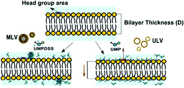Graphical abstract: Interaction of the mononucleotide UMP with a fluid phospholipid bilayer