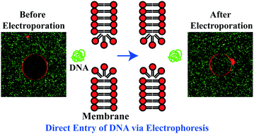 Graphical abstract: DNA translocation to giant unilamellar vesicles during electroporation is independent of DNA size
