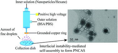 Graphical abstract: Producing protein–nanoparticle co-assembly supraparticles by the interfacial instability process