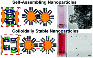 Graphical abstract: Colloidal stability versus self-assembly of nanoparticles controlled by coiled-coil protein interactions