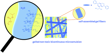 Graphical abstract: Gelled non-toxic microemulsions: phase behavior & rheology
