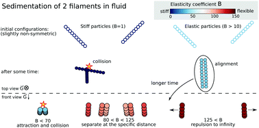 Graphical abstract: Sedimenting pairs of elastic microfilaments
