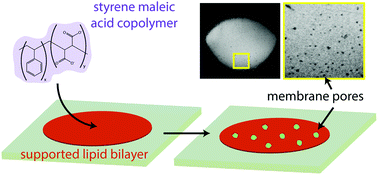 Graphical abstract: Styrene maleic acid copolymer induces pores in biomembranes