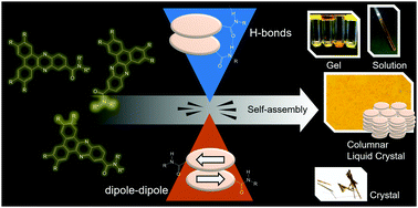 Graphical abstract: Competing forces in the self-assembly of amide-functionalized discotic mesogens