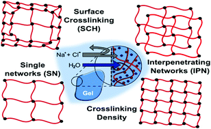 Graphical abstract: Poly(sodium acrylate) hydrogels: synthesis of various network architectures, local molecular dynamics, salt partitioning, desalination and simulation